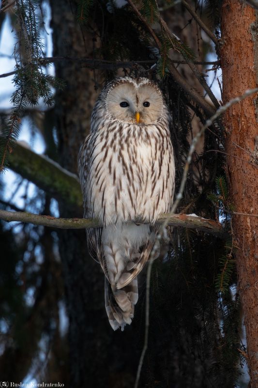 длиннохвостая неясыть, сова, птица, птицы Длиннохвостая неясыть фото превью