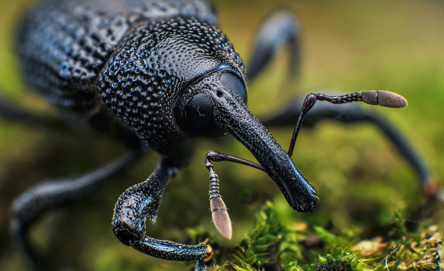 macro, insect, weevil, nature, Norman Celis