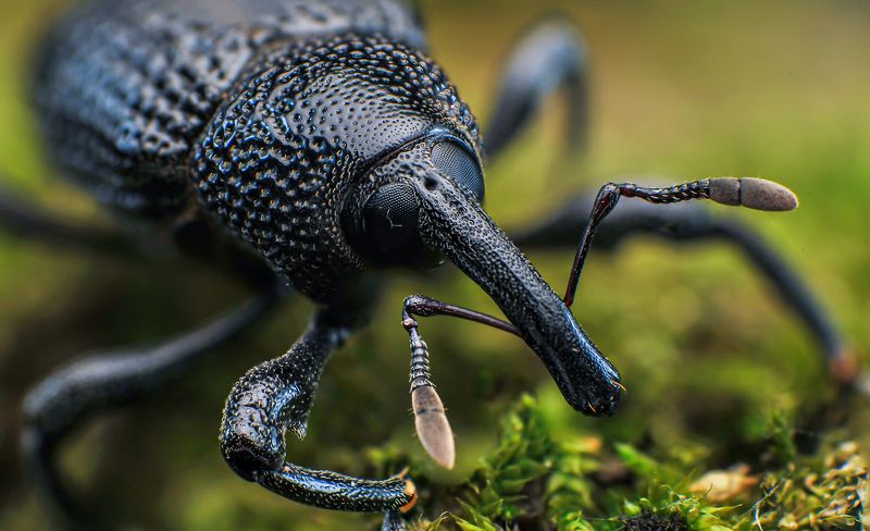 macro, insect, weevil, nature Weevil фото превью