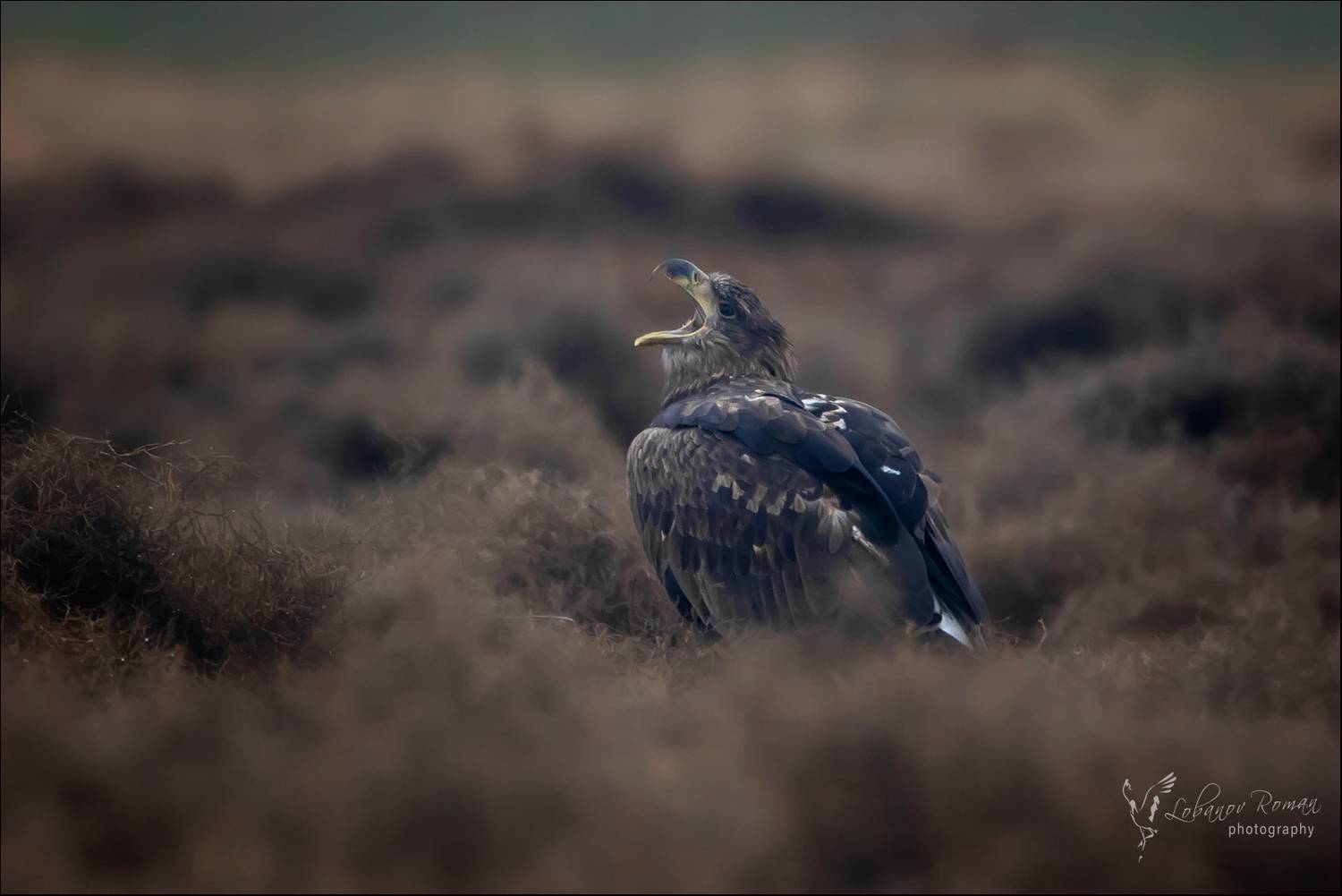 , Лобанов Роман
