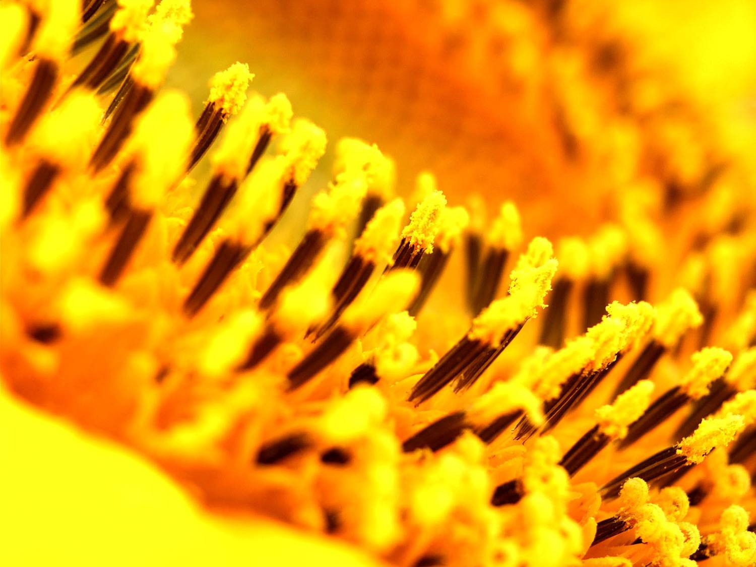 , Савенко Кирилл