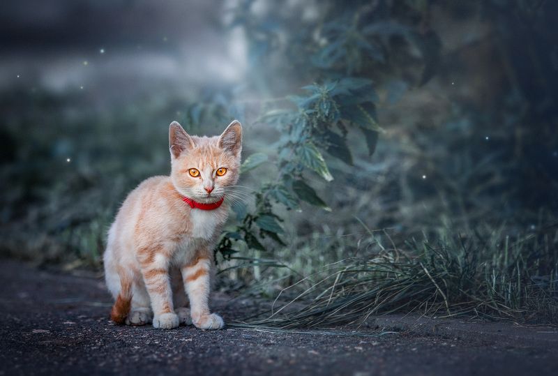 Рыжий котенок фото превью