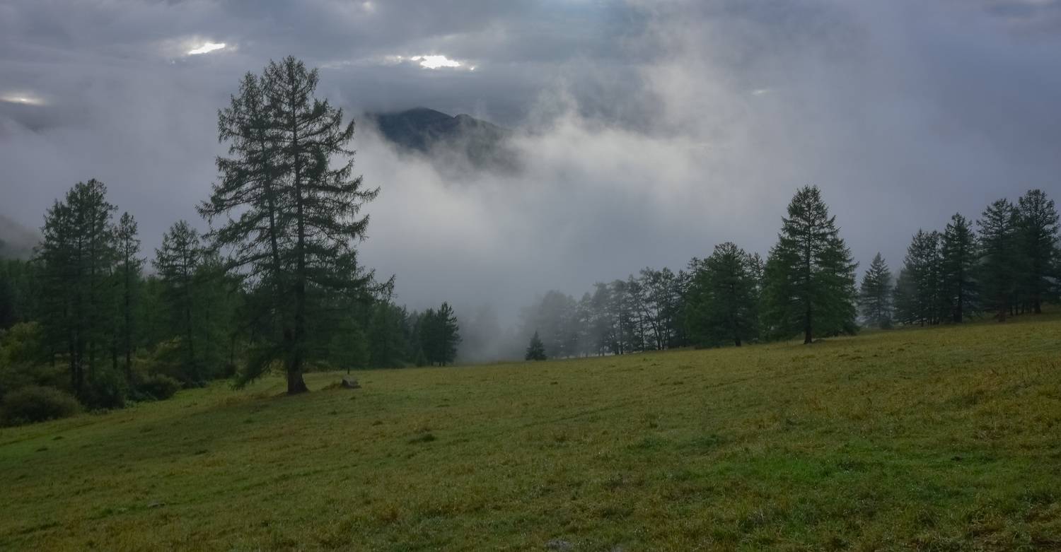 россия, алтай, горный алтай, лето, туман, лес, лиственницы, горы, Холзаков Вячеслав