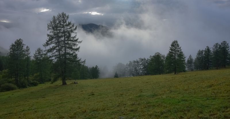 россия, алтай, горный алтай, лето, туман, лес, лиственницы, горы Туман после дождя фото превью