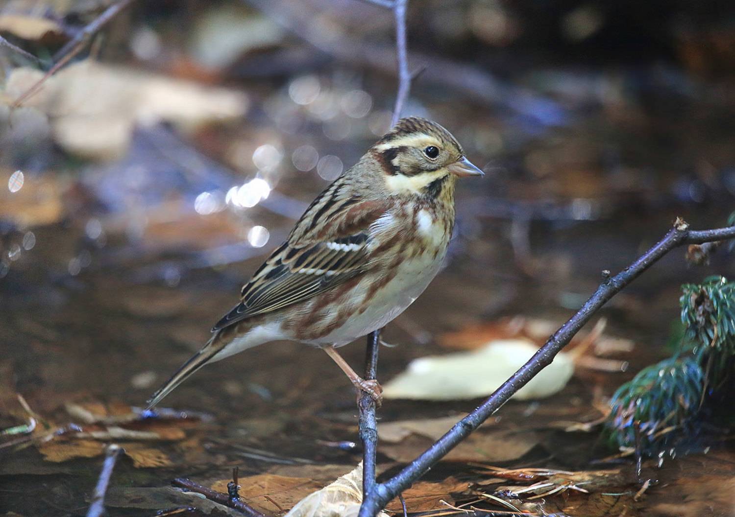 овсянка, овсянка-ремез, Валерий Платонов