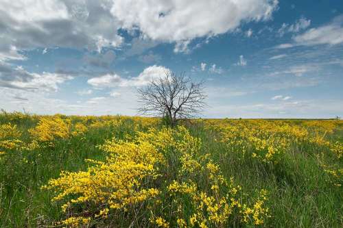 Yellow field