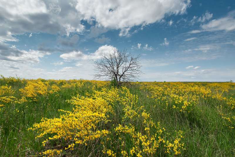 Yellow field фото превью