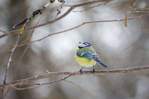 В ожидании весны