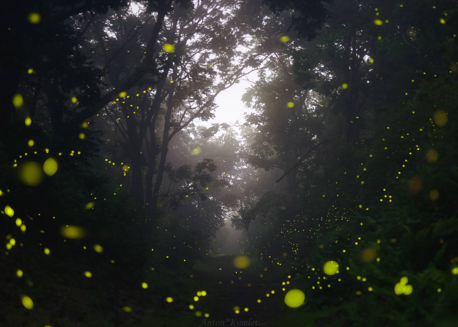 ночь, светлячки, природа, лес, приморский край, firefly, night, Комлев Антон