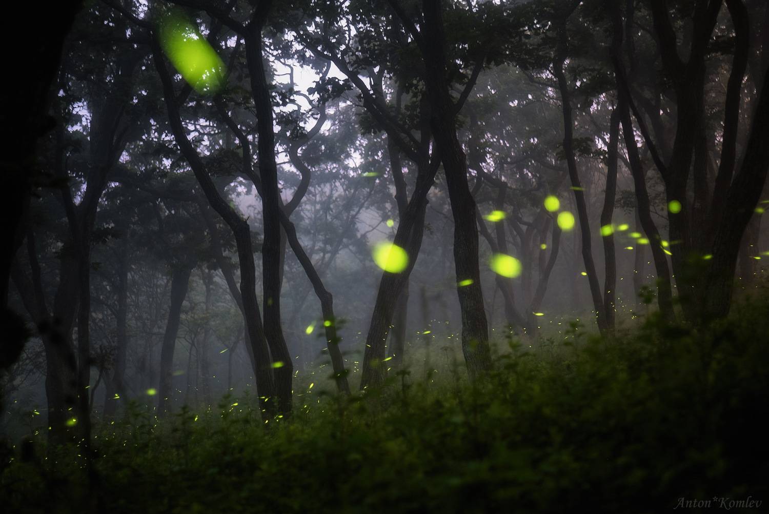 ночь, светлячки, природа, лес, приморский край, firefly, night, Комлев Антон