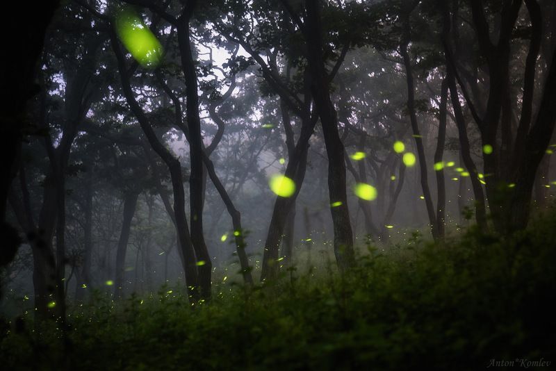 ночь, светлячки, природа, лес, приморский край, firefly, night Волшебный лес фото превью