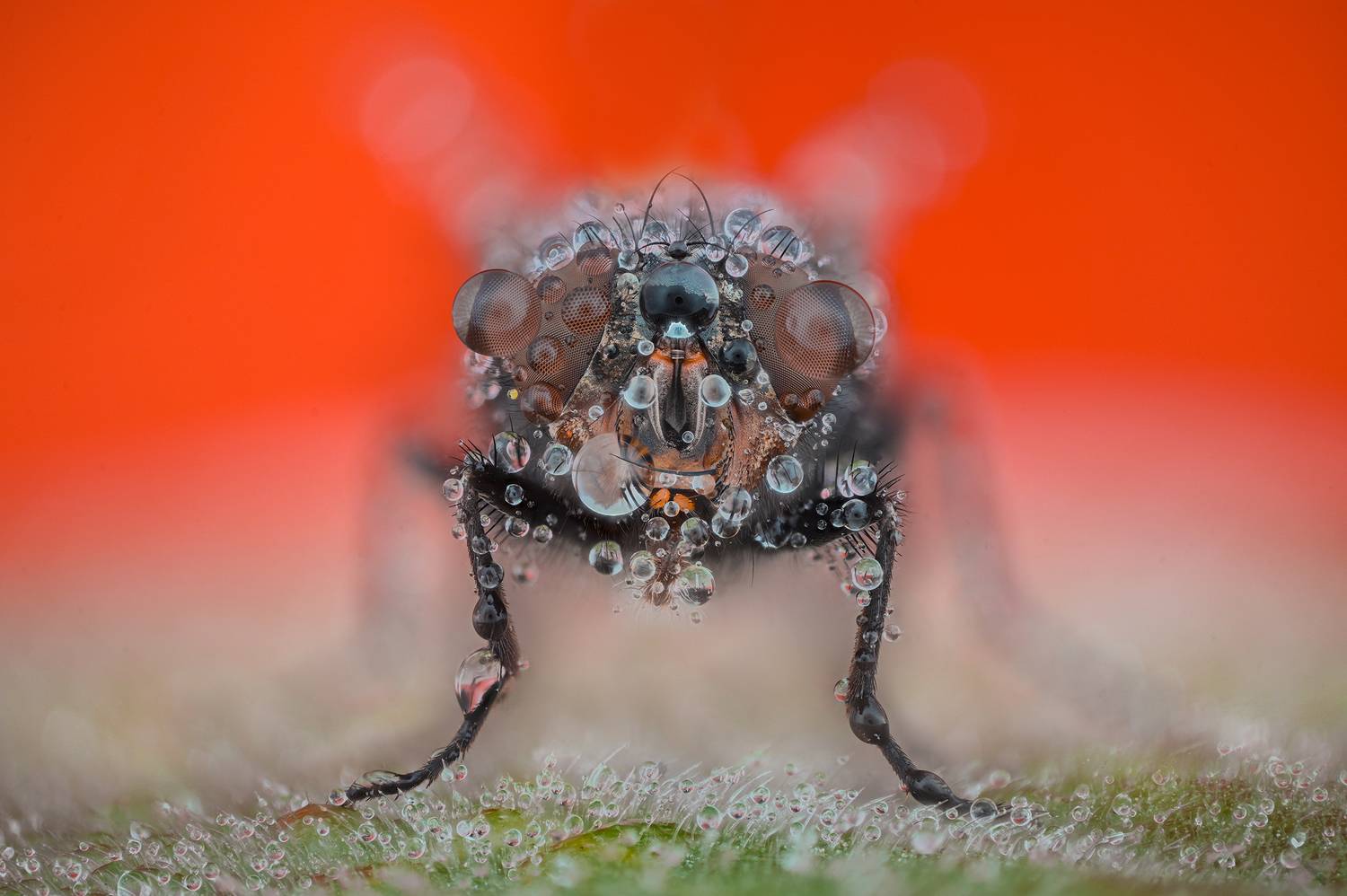 ceclii, macro, Ganev Tsvetan