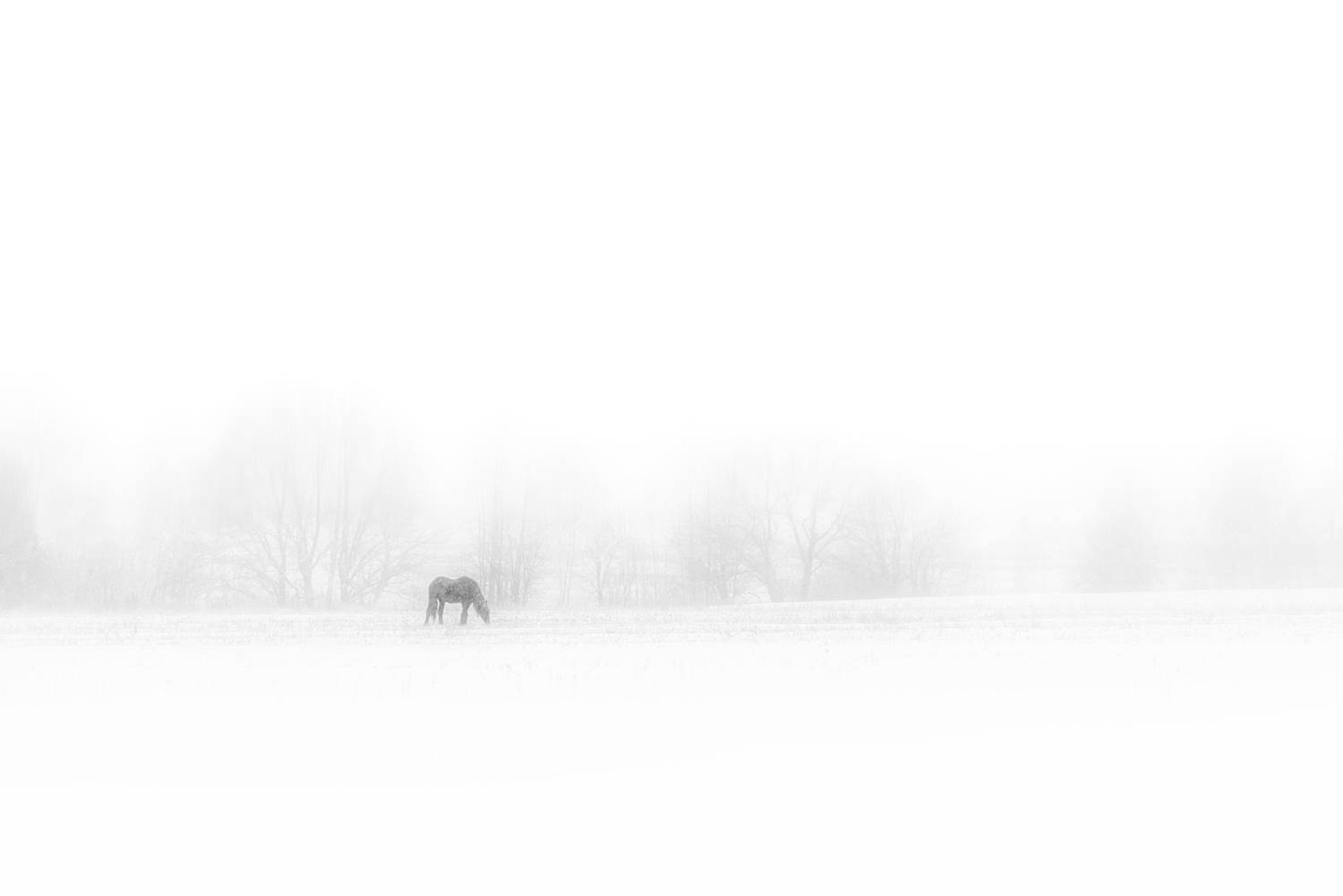 метель, видимость, лошадь, Владимир Штыриков