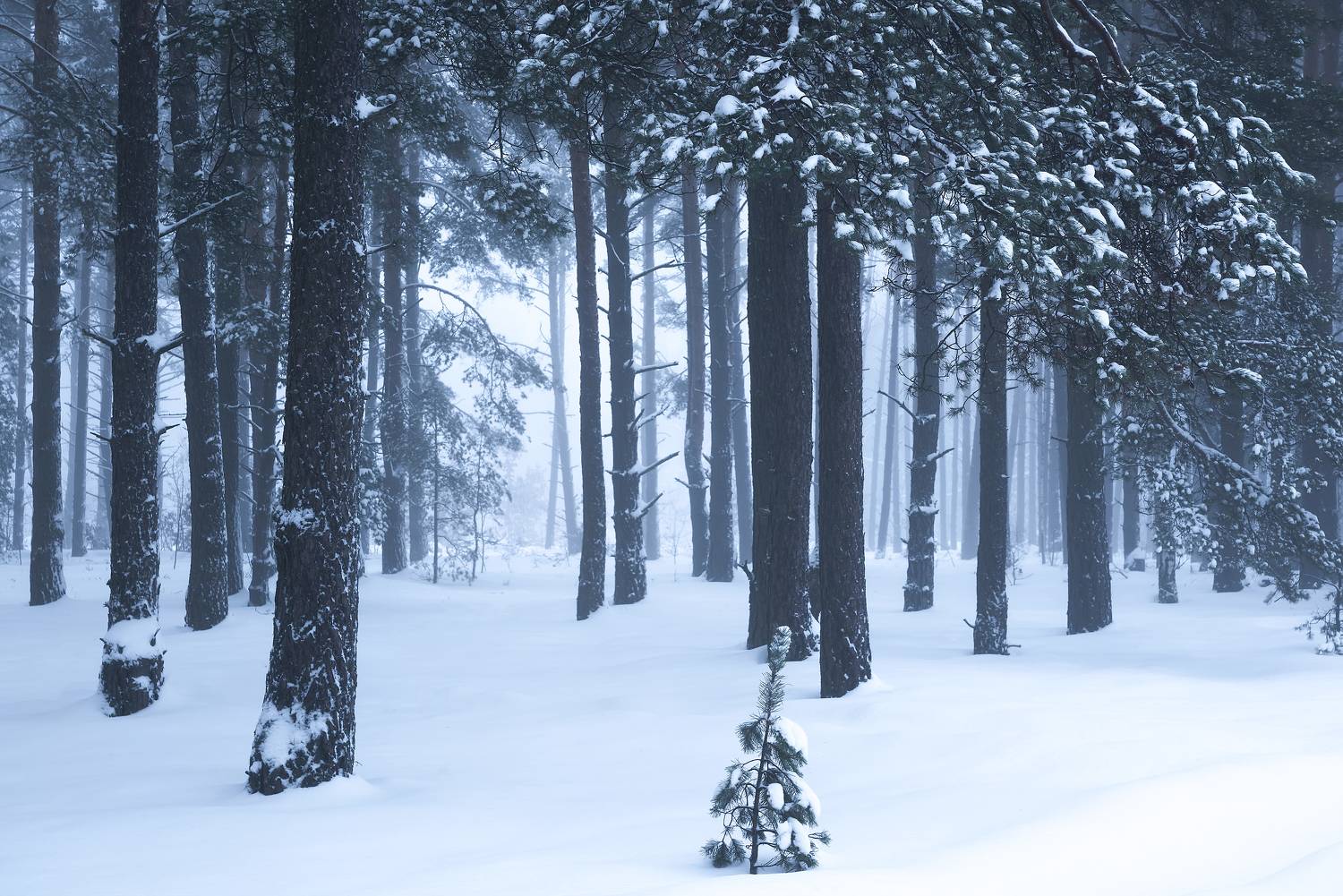 , Захаров Дмитрий