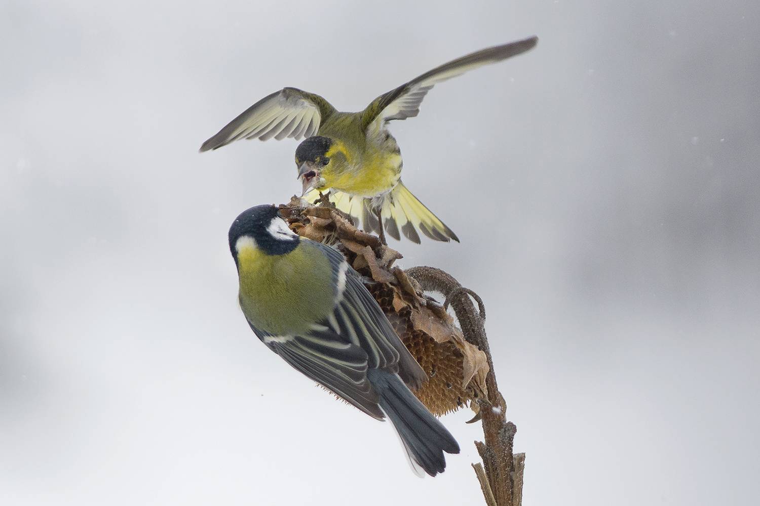 , Евгени Стефанов