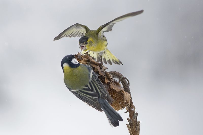 Спор фото превью
