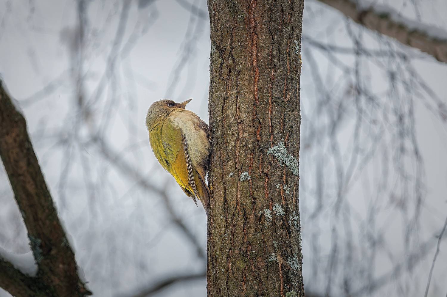 , Загруев Михаил