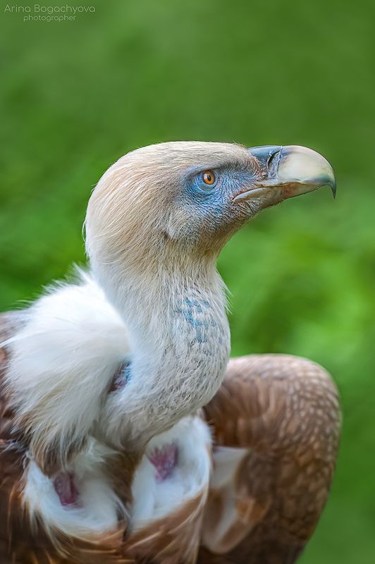 Белоголовый сип фото превью