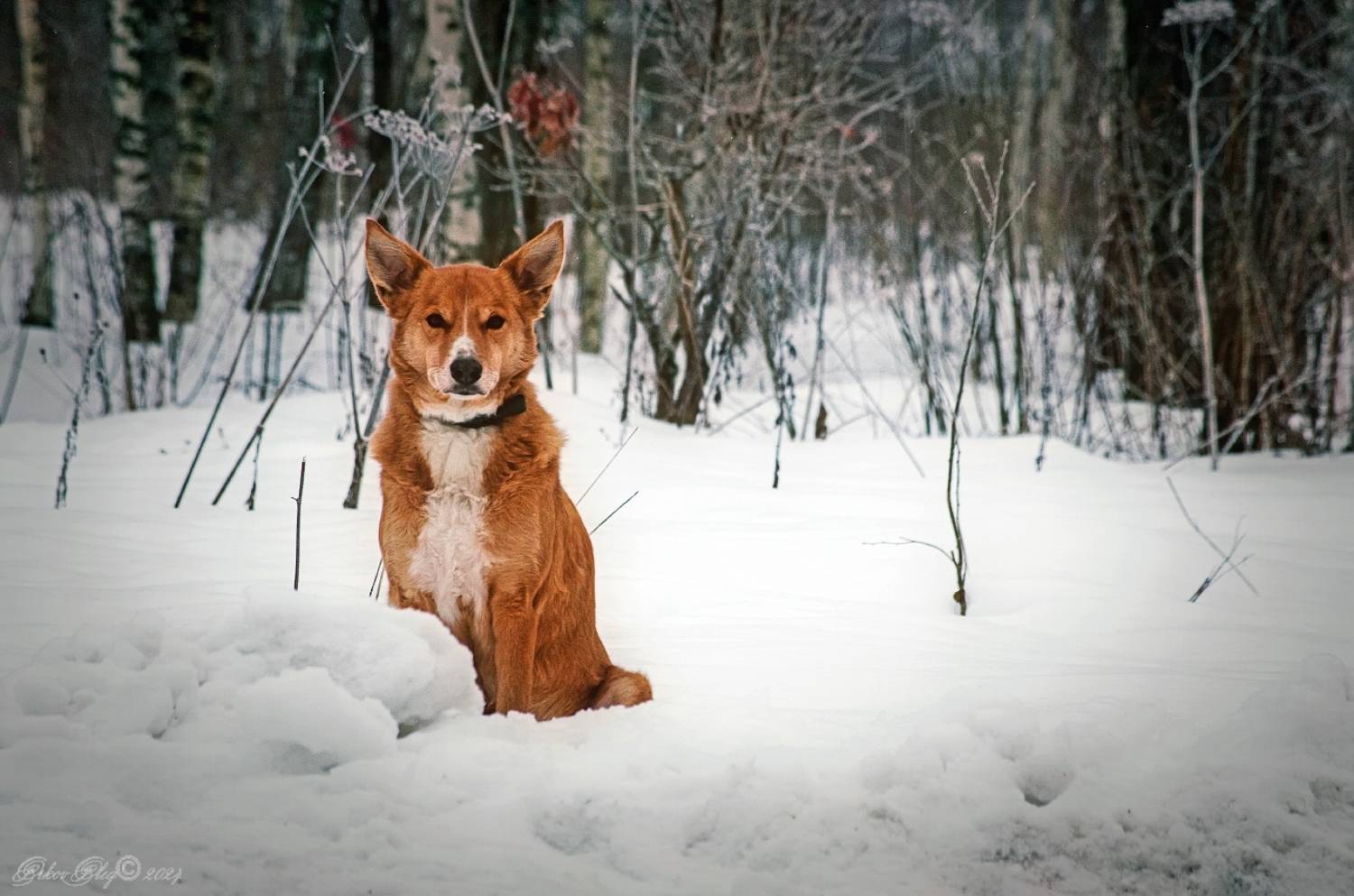 , Орлов Олег