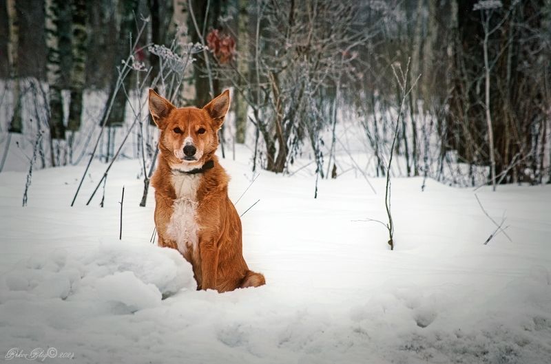Почти фото превью