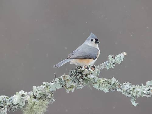 Tufted Titmouse -Острохохлая синица