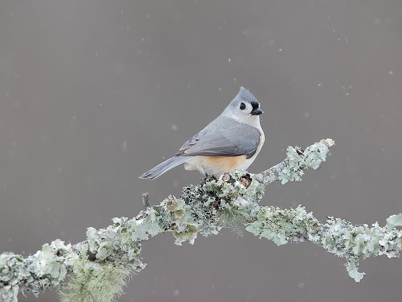 tufted titmouse, острохохлая синица,  синица,  titmouse,  зима Tufted Titmouse -Острохохлая синица фото превью