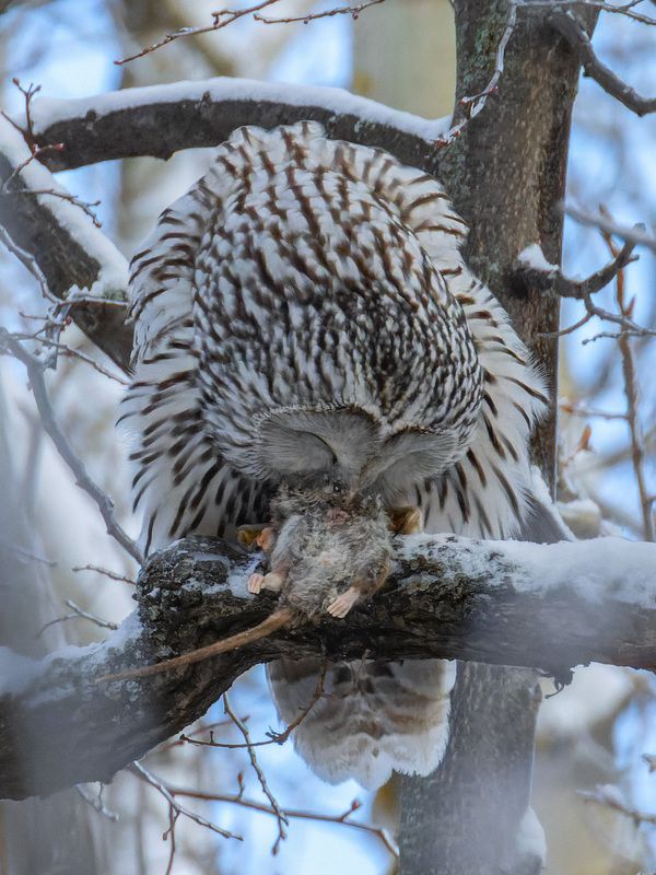 неясыть, птицы, пернатые Трапеза неясыти после удачной охоты фото превью