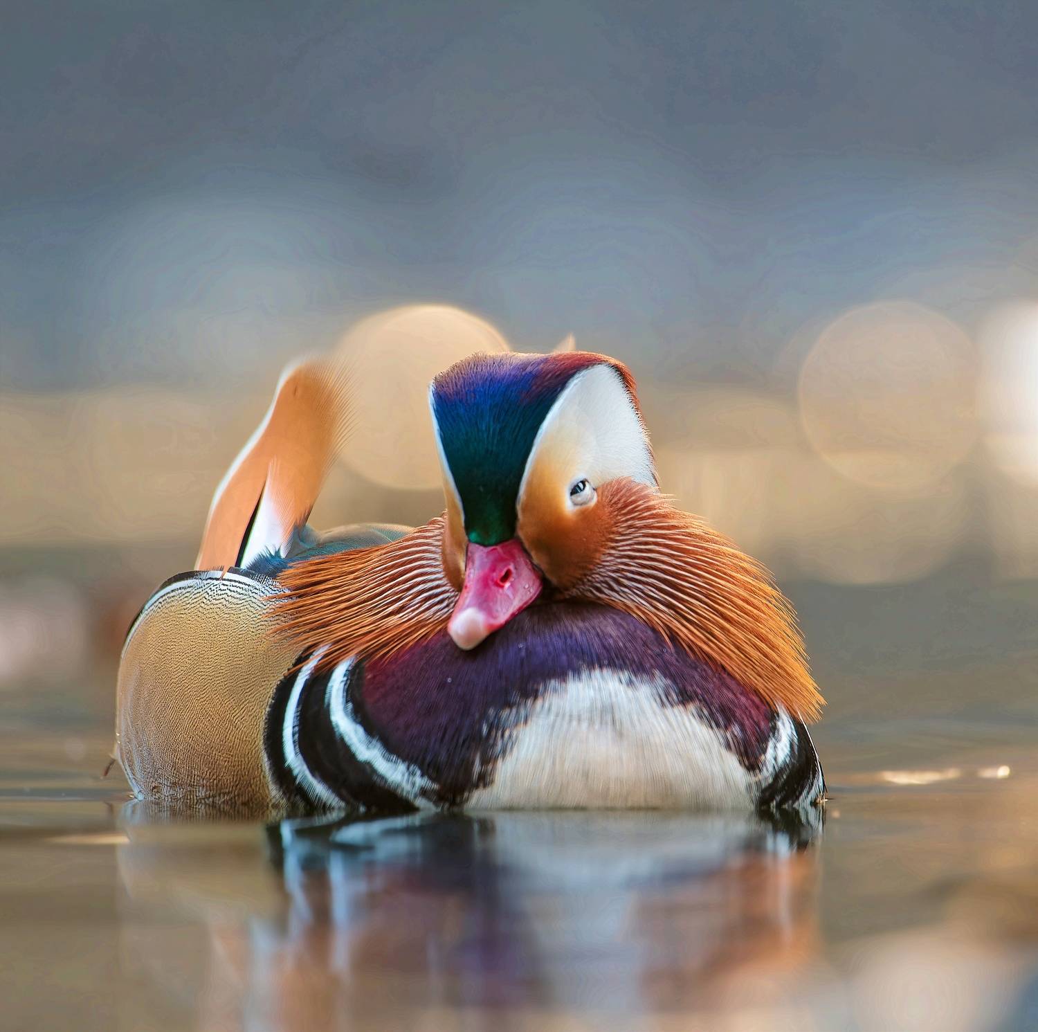 , Фотоохота Александр