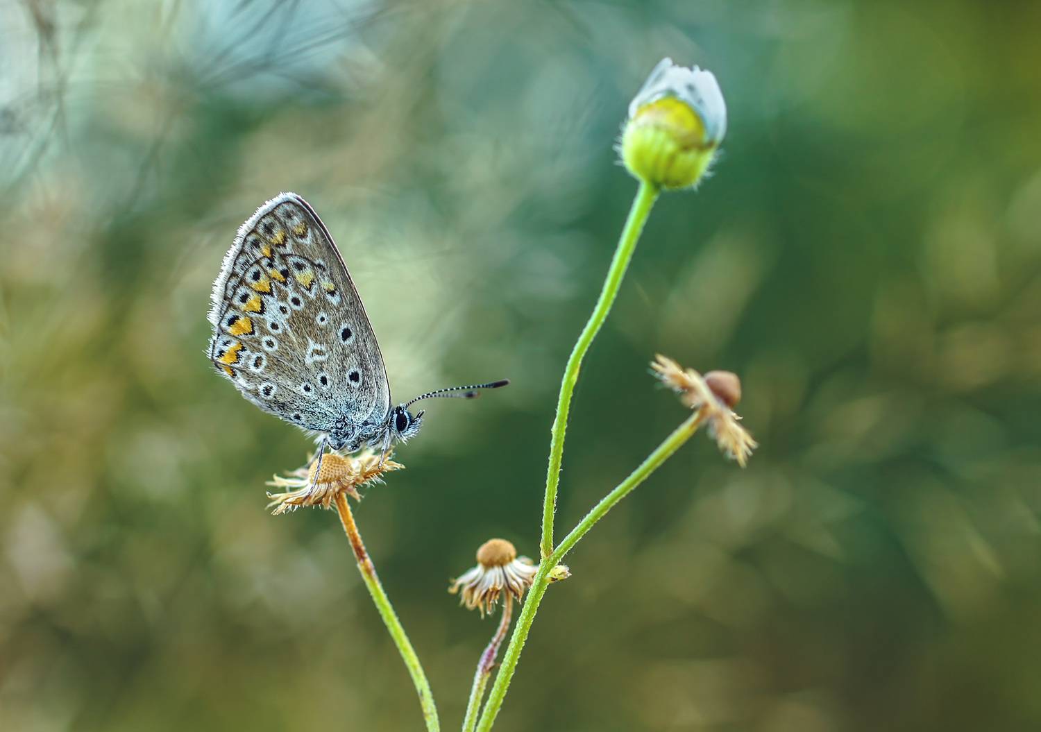 Бабочка, цветок, растение, боке, крупный план,природа, Чепленко Алексей