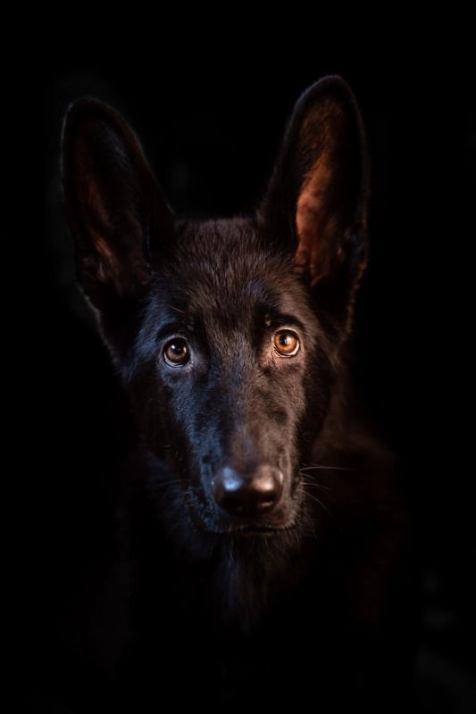 Блек Хантер фото превью