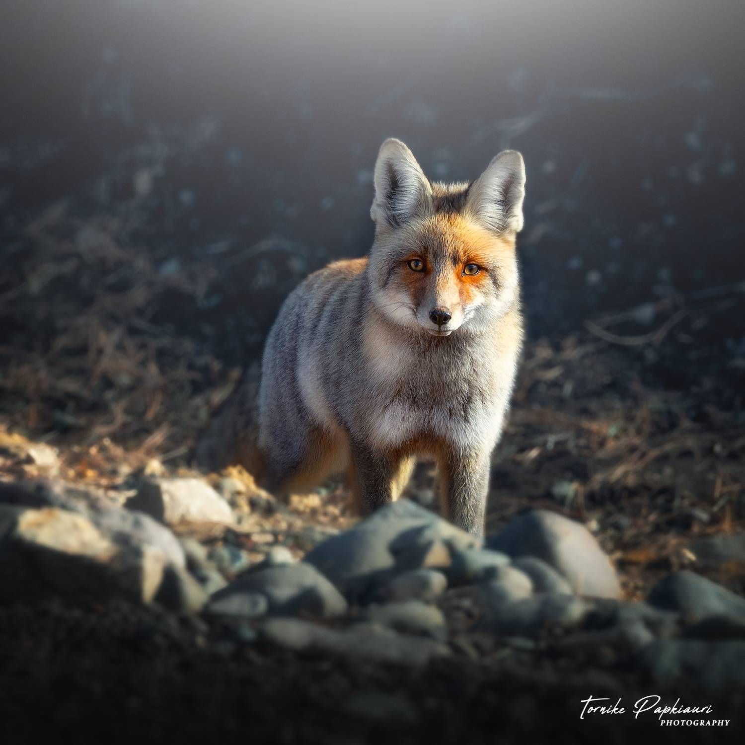 fox, animal, georgia, PAPKIAURI TORNIKE