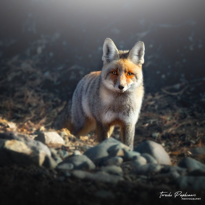 fox, animal, georgia Fox фото превью