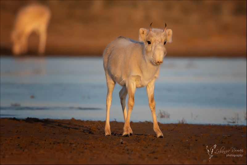 * * *  фото превью