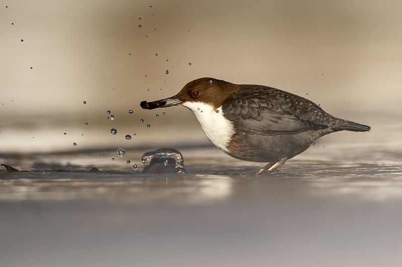 Про оляпку. фото превью