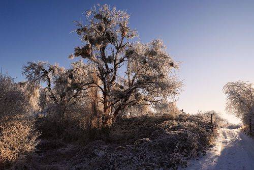 Зимний этюд..