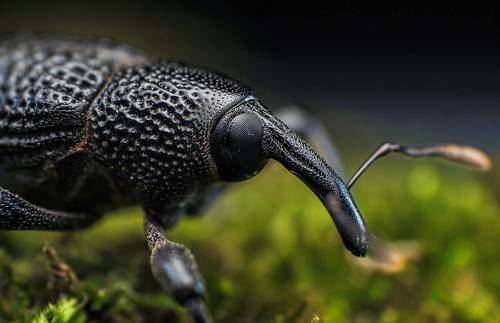 Weevil