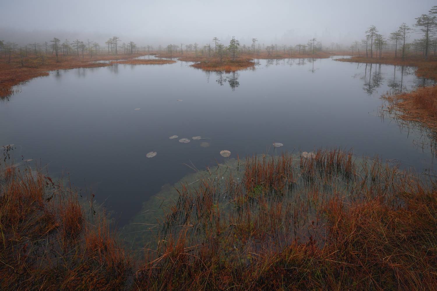 пейзаж, болото, осень, туман, Андрей