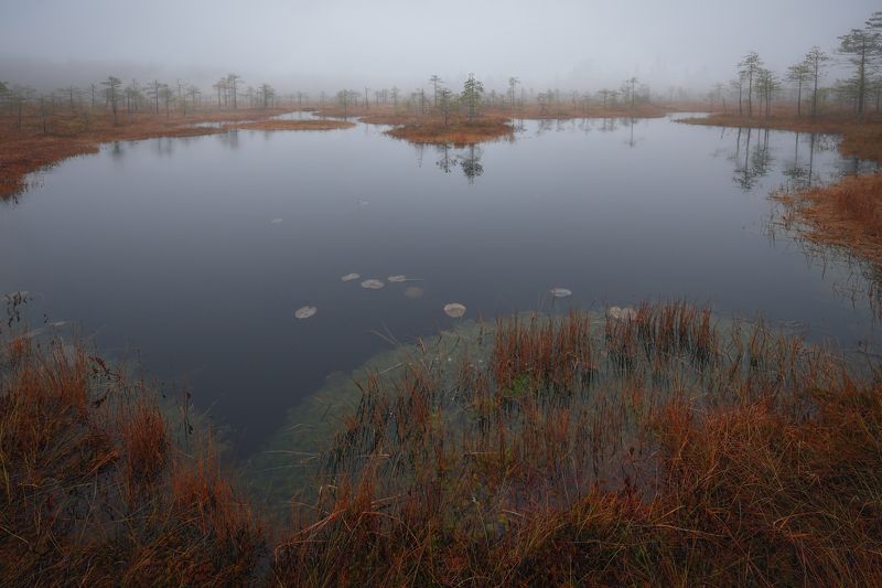 пейзаж, болото, осень, туман  фото превью