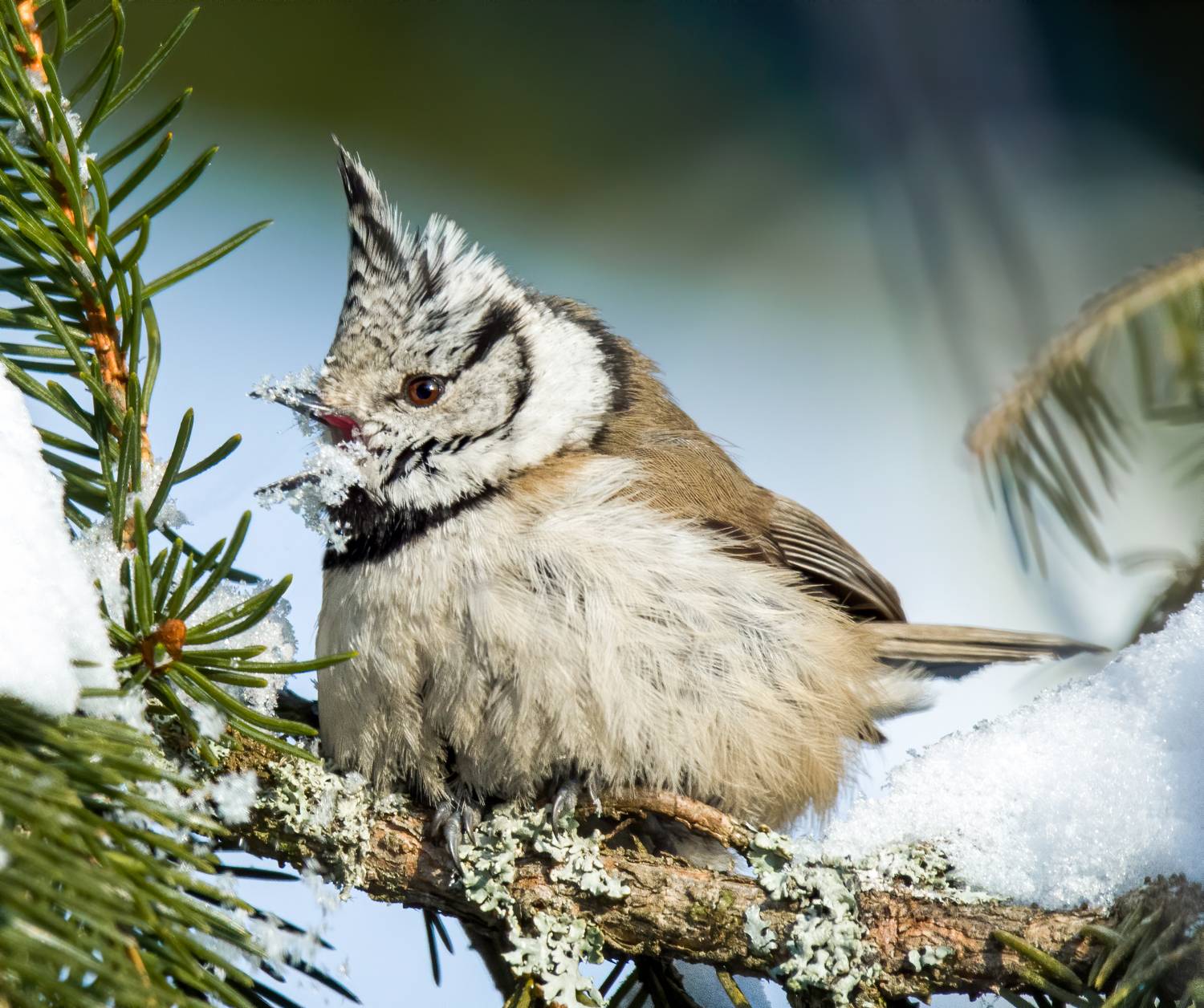 crested tit, birds, birdwatching, wildlife, winter, зима, птицы, синица, гренадерка, фотоохота, природа, Михаил Ездаков