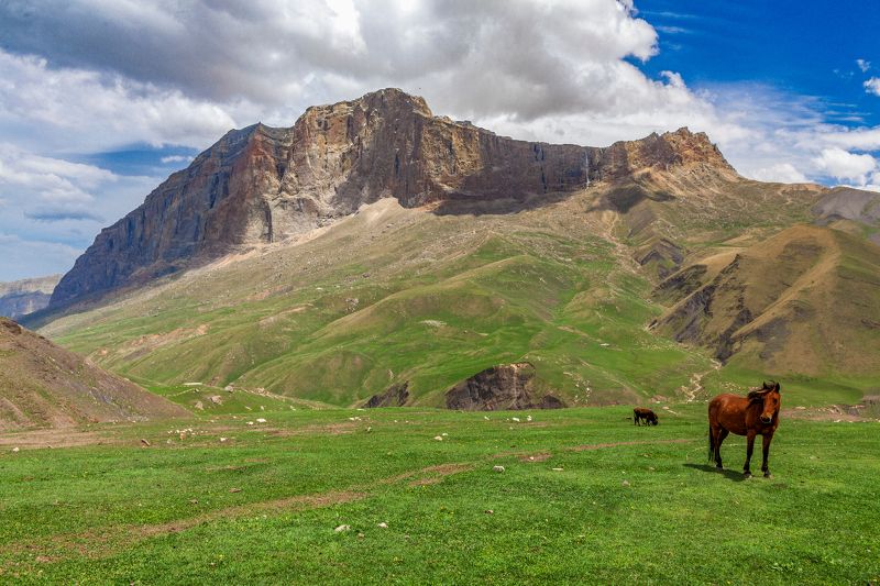 Куруш фото превью