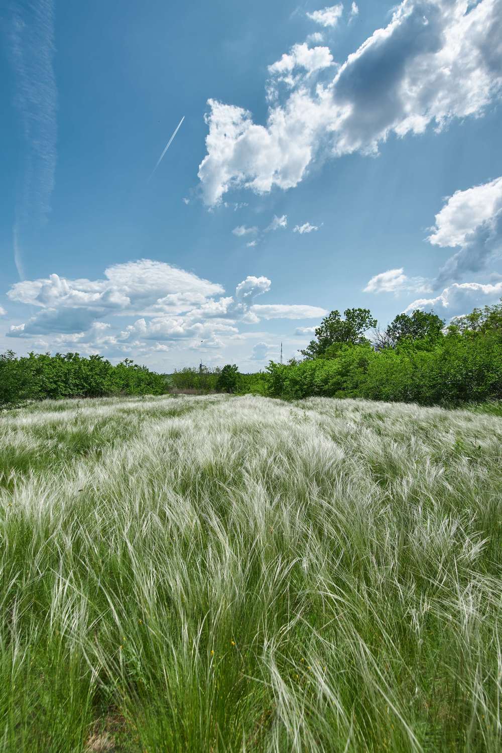 summer, volgograd, russia, wildlife, , Сторчилов Павел