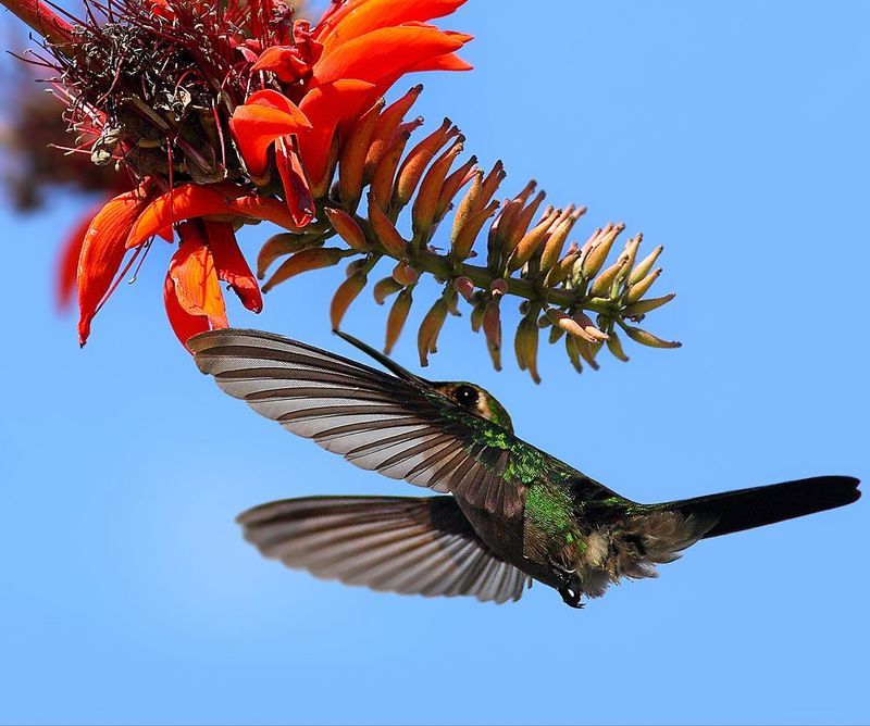 Зун-зун фото превью