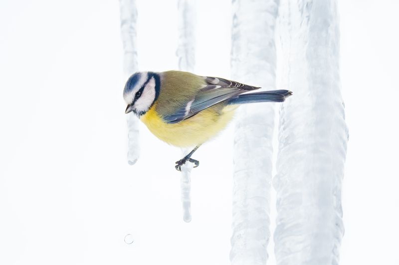 лазоревка, высокий ключ, зима, сосульки, холод ... фото превью