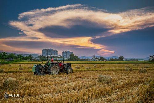 rice harvest sunset