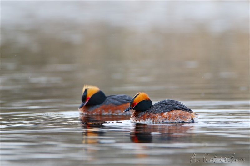 Красношейные поганки фото превью