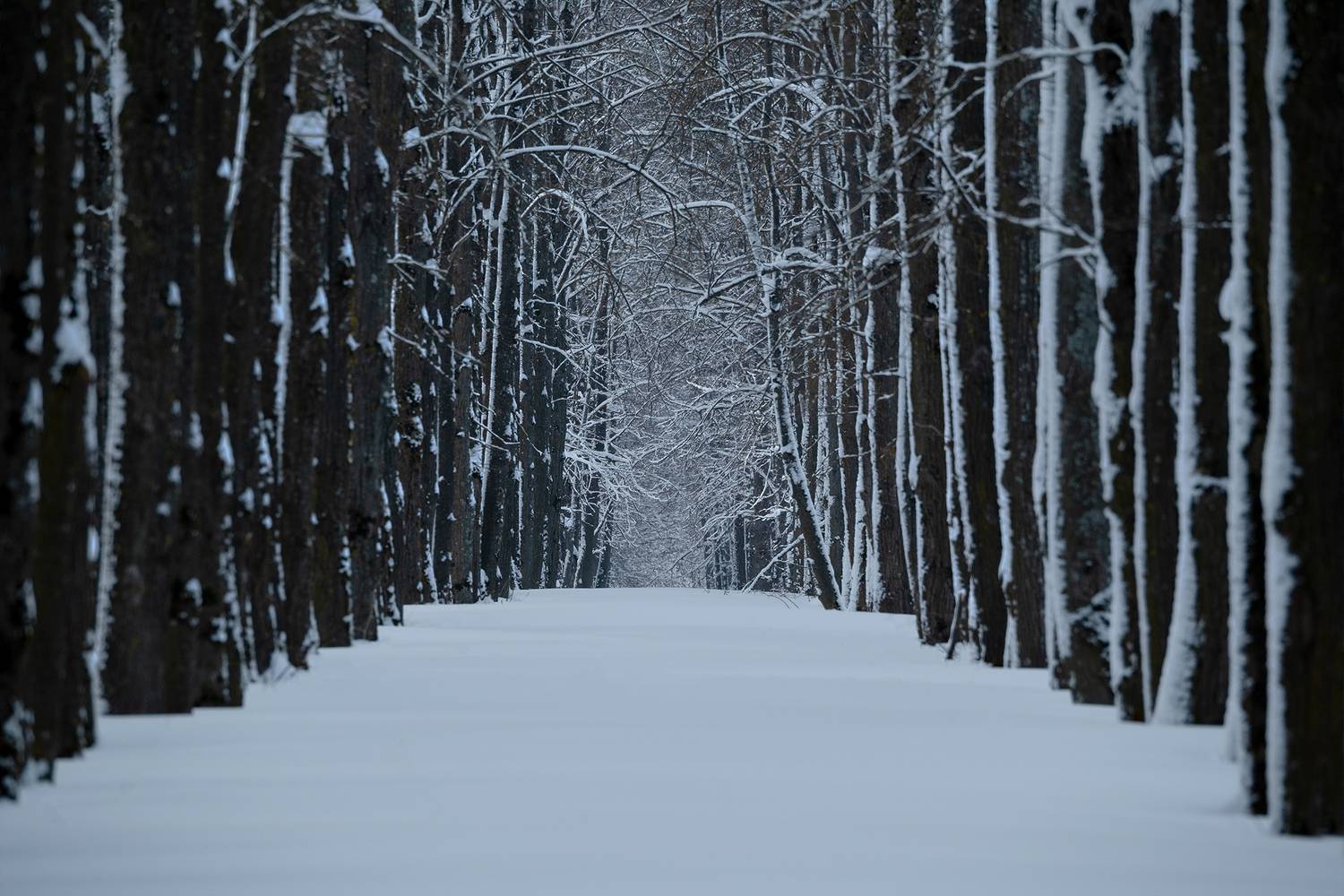 , Стрельцов Виталий