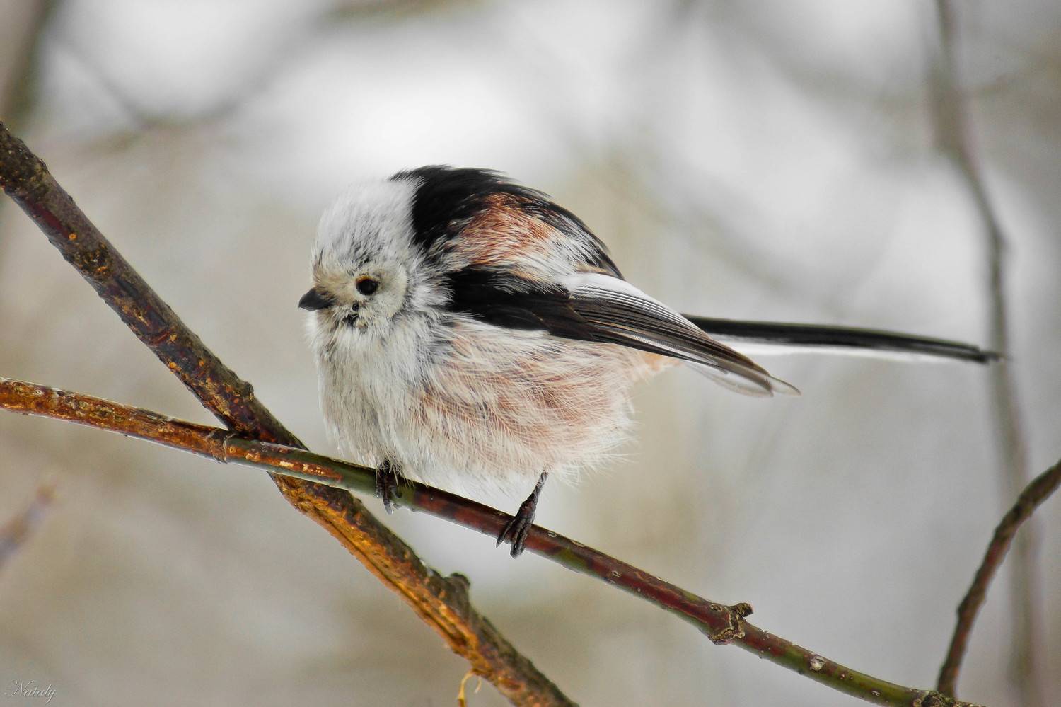 , Екимова Наталья
