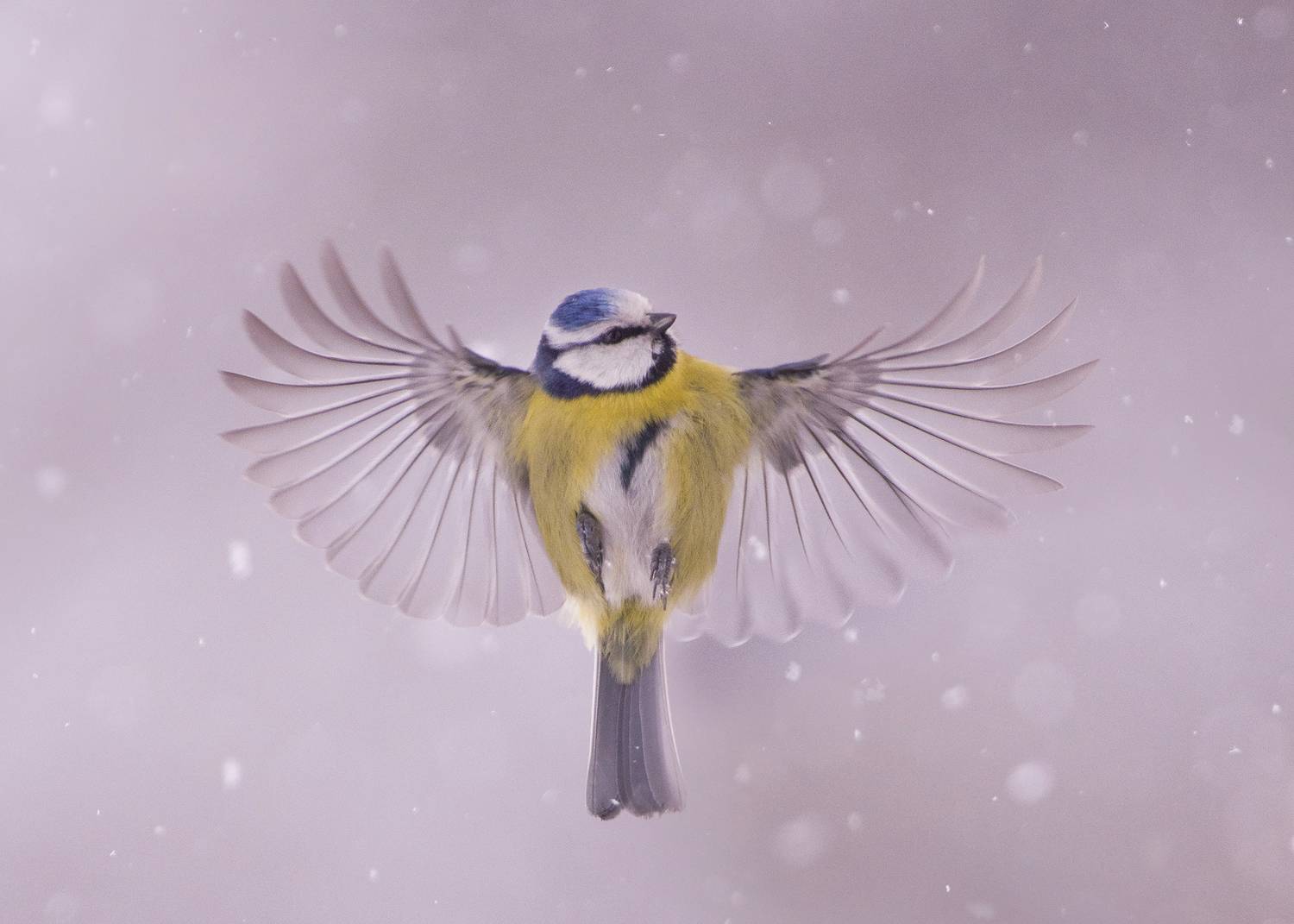 , Евгени Стефанов