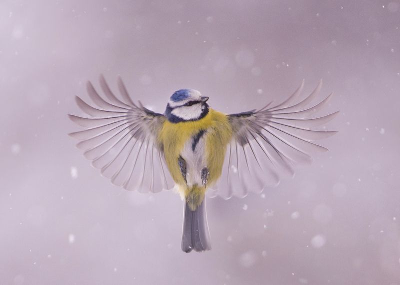 Синий в белом фото превью