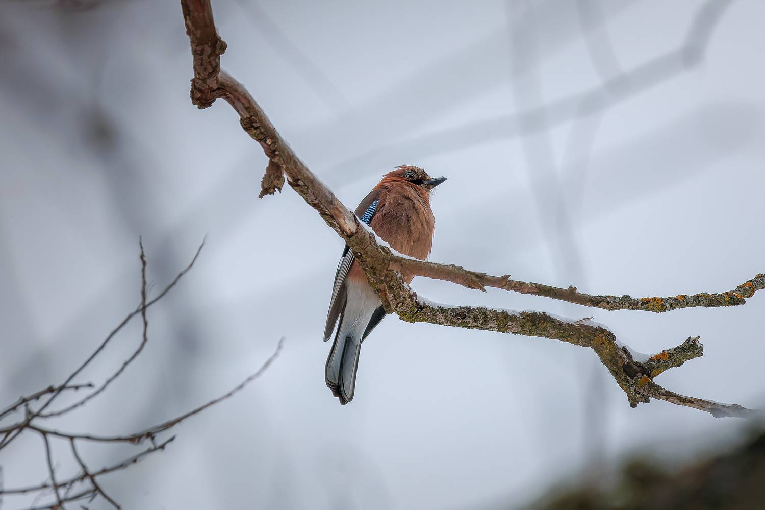 , Загруев Михаил